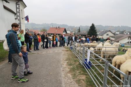 Društvo rejcev drobnice Kamnik je pripravilo Praznik drobnice (73)